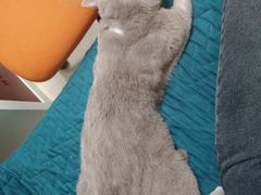 -北京观赏动物医院·24小时大型综合·猫专科·异宠专科