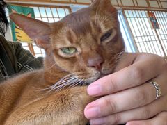 -Let's go狗咖·猫咖·奶狗·桌游(春熙路IFS店)