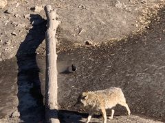 -沈阳森林动物园