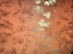 -沈阳海洋探索中心