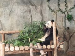 -深圳野生动物园