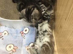 -屋虎猫馆(宝安大仟里店)