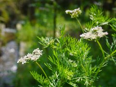 -东天目山风景区