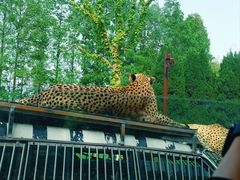 -上海野生动物园