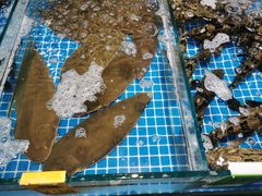 -阿浪海鲜连锁加工店(B栋2排1号火车头店)