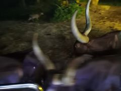-清迈夜间动物园