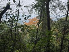 -铁山坪森林公园