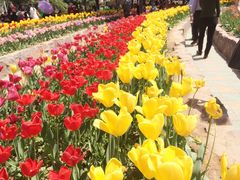 -洛阳郁金香牡丹园