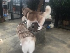 -TrueLove @ Neverland (Husky Cafe)
