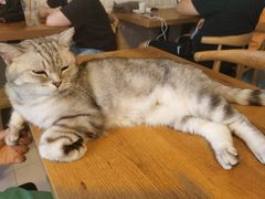 -平行世界·猫咖(首经贸店)