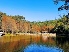 -深圳仙湖植物园