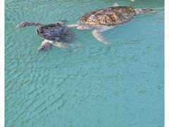 -广东惠东海龟国家级自然保护区