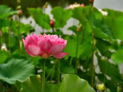 -石家庄市植物园