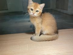 -BABIT巴比特宠物(MOMOPARK店)