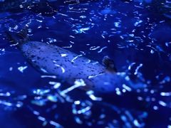 -上海海昌海洋公园-冰山北极馆