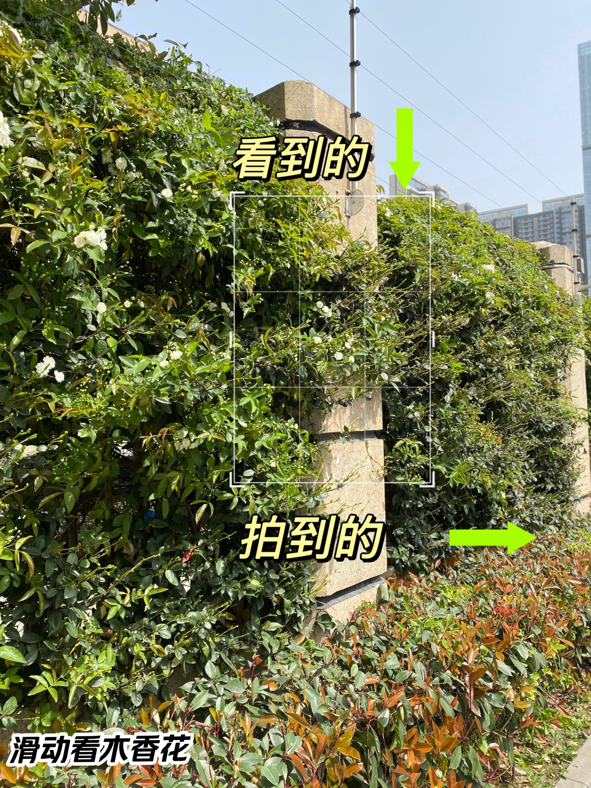 摄影棚拍摄绿植视频教程，技巧大全