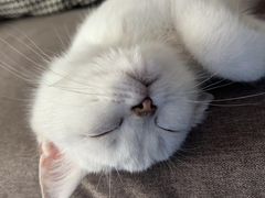 -lincat·猫舍(广州店)
