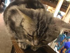 -more than meow吴止猫主题餐厅(承德 中船汇店)