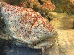 -海九澎湖海鲜餐厅