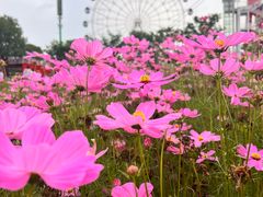 -花博汇(知音花月夜)