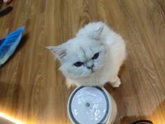 -COLOR PETS 撸猫馆·购猫·猫咖(长风大悦城店)