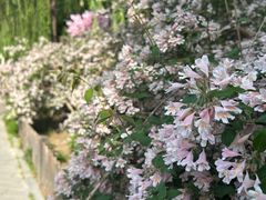 -莲花池公园