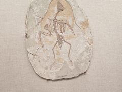 -辽宁古生物博物馆