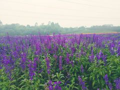 -紫颐香薰山谷景区