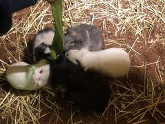 -藦茜花园宠物主题亲子互动体验馆(国顺东路店)