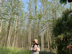 -合肥滨湖国家森林公园