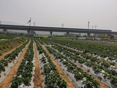 -光明小镇欢乐田园