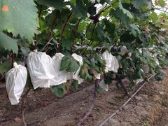 -马陆小张葡萄园农家乐