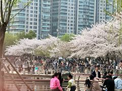 -西北湖绿化广场