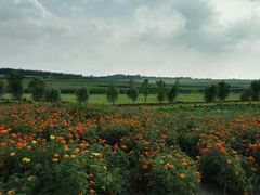 -北纬44度·金珠花海休闲农业旅游景区