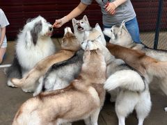 -TrueLove @ Neverland (Husky Cafe)