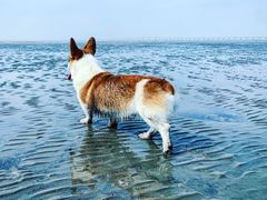 -南汇新城海滩