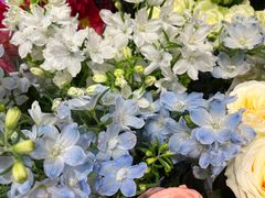 -朝来春花卉市场