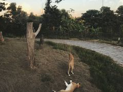 -深圳野生动物园