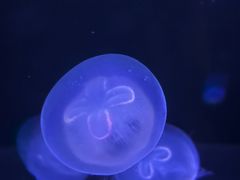 -香港海洋公园