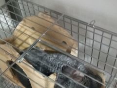 -瑞派·关忠动物医院·异宠专科·犬猫肿瘤·皮肤专科(望京店)