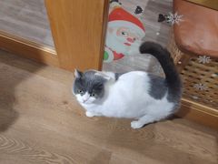 -MOCHA明星猫咖(田子坊店)