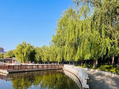 -莲花池公园