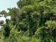 -羚羊峡古栈道森林公园