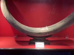 -抚顺煤矿博物馆