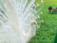 -苏州太湖西山岛开心农场