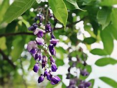 -黄陂区野村谷景区