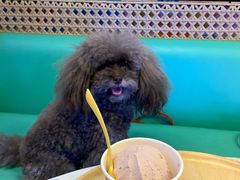 -房东的猫宠物生活馆