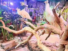 -正佳雨林生态植物园