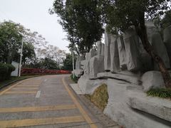 -银湖山郊野公园-相思林