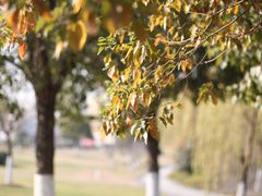 -仙林中心(地铁站)